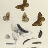Argynnis. VI. 1-4. Rhodope.