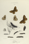 Argynnis. VI. 1-4. Rhodope.