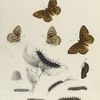 Argynnis. VII. 1-4. Rupestris, Diana.; a. Egg magnified; b-g. Larva, the early stages magnified; h. Chrysalis.