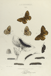 Argynnis. VII. 1-4. Rupestris, Diana.; a. Egg magnified; b-g. Larva, the early stages magnified; h. Chrysalis.