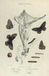 Melitaea. I. 1-4. Phaeton; a, a-2. Cluster of Eggs; b. Egg mag-d; c. Young Larva; d. Larva at 1st moult; e. Larva at 3rd moult; e-2. Larva at 3rd moult magnified; f. Larva at 4th moult;  g. Larva at 5th moult; h. Chrysalis; i. Completed web.