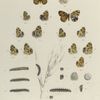 Phyciodes. I. Tharos, dim. form Marcia. 1, 2. Var. A ; 3-5. Var. B;  6-9. Var. C; 10-11. Var. C, D.; 12-14. Var. D;  a, a-2 Egg, magnified; b. Larva (young), mag-d; c-e. Larva after 1st, 2nd and 3rd moult; f. Larva mature; g. Chrysalis.