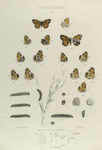 Phyciodes. I. Tharos, dim. form Marcia. 1, 2. Var. A ; 3-5. Var. B;  6-9. Var. C; 10-11. Var. C, D.; 12-14. Var. D;  a, a-2 Egg, magnified; b. Larva (young), mag-d; c-e. Larva after 1st, 2nd and 3rd moult; f. Larva mature; g. Chrysalis.