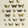 Phyciodes. II. Tharos, dim. form Morpheus. 1, 2. Var. A ; 3-4. Var. B;  5. Var. C;  6-10. Changes by cold; 14-15. Phaon, winter form; 16-17. Phaon, summer form; 18-19. Vesta, winter form; 20-21. Vesta, summer form.