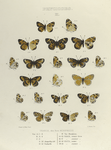 Phyciodes. II. Tharos, dim. form Morpheus. 1, 2. Var. A ; 3-4. Var. B;  5. Var. C;  6-10. Changes by cold; 14-15. Phaon, winter form; 16-17. Phaon, summer form; 18-19. Vesta, winter form; 20-21. Vesta, summer form.