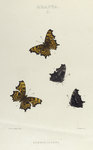 Grapta. I. 1-4. Silenus.