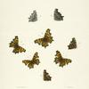 Grapta. II. 1-4. Hylas; 5-8. Marsyas.
