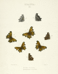 Grapta. II. 1-4. Hylas; 5-8. Marsyas.