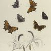 Grapta. III. 1-4. Rusticus, a. Larva, b, b-2. Chrysalis; 5. 6. Marsyas, Var.; Zephyrus, c. Larva, d. Chrysalis.