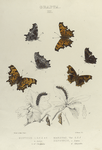 Grapta. III. 1-4. Rusticus, a. Larva, b, b-2. Chrysalis; 5. 6. Marsyas, Var.; Zephyrus, c. Larva, d. Chrysalis.