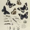 Limenitis. I. Arthemis: 1-4. Form Lamina, 5. Form Proserpina, 6. Var.; a. Egg, a-2. Same magfied; a-3. micropyle, b-f, f-2. Larva, young to mature; g, g-2. Chrysalis.; h. Perch after 2nd moult; I. Hybernaculum.