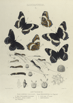 Limenitis. I. Arthemis: 1-4. Form Lamina, 5. Form Proserpina, 6. Var.; a. Egg, a-2. Same magfied; a-3. micropyle, b-f, f-2. Larva, young to mature; g, g-2. Chrysalis.; h. Perch after 2nd moult; I. Hybernaculum.