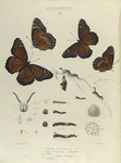 Limenitis. II. 1-4. Eros; a.Egg, a-2 Micropyle, magnified; b-e. Larva magnified;  f. Larva 4th moult, f-2. mature; k. Chrysalis.