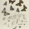 Aaptura. I. 1-5. Celtis, Var.; 6. 7. Leilia; a. Cluster of Eggs; b. Egg magnified; c-h. Larva, the early stages magnified; i. Chrysalis.