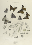 Aaptura. I. 1-5. Celtis, Var.; 6. 7. Leilia; a. Cluster of Eggs; b. Egg magnified; c-h. Larva, the early stages magnified; i. Chrysalis.