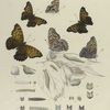 Aaptura. II. 1-4. Clyton, var. Ocellata 5. 6. Var. Proserpina; a. Cluster of Eggs; b. Egg magnified; c-i. Larva, the early stages magnified; j, k. Chrysalis.