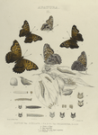 Aaptura. II. 1-4. Clyton, var. Ocellata 5. 6. Var. Proserpina; a. Cluster of Eggs; b. Egg magnified; c-i. Larva, the early stages magnified; j, k. Chrysalis.