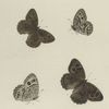 Satyrus. I. 1-4. Wheeleri.