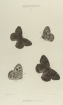 Satyrus. I. 1-4. Wheeleri.