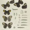 Satyrus. II. 1-4. Alope, 5. Var.; 6. Var. Maritima; 7. Var. Texana; a. Egg magnified; b.c. Larva (young), mag-d;  d. Larva last of the same stage; e-h. Larva 1st moult of mature, j.k. Chrysalids.