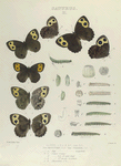 Satyrus. II. 1-4. Alope, 5. Var.; 6. Var. Maritima; 7. Var. Texana; a. Egg magnified; b.c. Larva (young), mag-d;  d. Larva last of the same stage; e-h. Larva 1st moult of mature, j.k. Chrysalids.