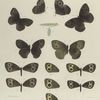 Satyrus. III. Alope, 1-4. Form Nephele; 5. 6. Var.: Olympus;  a. Larva (mature); b. Chrysalis; 7-13. Intergrades.