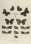 Satyrus. III. Alope, 1-4. Form Nephele; 5. 6. Var.: Olympus;  a. Larva (mature); b. Chrysalis; 7-13. Intergrades.