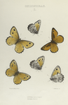 Chionobas. I. 1-4. Iduna; 5. 6. Gigas.