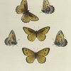 Chionobas. II. 1.2. Gigas; 3-6. Californica.