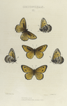 Chionobas. II. 1.2. Gigas; 3-6. Californica.