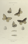 Chionobas. III. 1-4. Ivallda; 5. Var.; a. Egg magnified; b, b-2. Larva (young) magnified; c. Egg of Iduna.