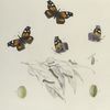 Lybathea. I. 1-4. Lybathea Bachmani; a.b. Eggs; c. Larva after third moult; d. Mature larva; e,f,g. Varities; h. Chrysalis.