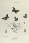 Lybathea. I. 1-4. Lybathea Bachmani; a.b. Eggs; c. Larva after third moult; d. Mature larva; e,f,g. Varities; h. Chrysalis.