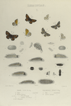 Lemonias. I. 1-4. Lemonias Nais; 5-8. Lemonias Palmerii; a. Egg; b. Larva (young) magnified; c.d.e. Larva 1st to 3rd moult mag-d; f. Larva mature, f-3, f-4. Head; h., h-2. Chrysalis;  I. Egg mag-ed; k. Larva (young) mag-ed.