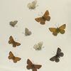 Chrysophanus. I. 1-4.  Chrysophanus Rubidus; 4-7. Chrysophanus Cupreus; 8-10. Chrysophanus Sirius.
