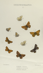 Chrysophanus. I. 1-4.  Chrysophanus Rubidus; 4-7. Chrysophanus Cupreus; 8-10. Chrysophanus Sirius.