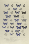 Lycæna. II. Lycæna Pseudargiolus: 1.2. Form Lucia; 3.4. Form Marginata ; 5.6. Form Violocea; , 7. melanic; 8.9.18.19. Pseudar Giolus;  10.15. Form Neglecta, 16.17. Var. Cinerea; 20.21. Form Piasus, 22.25. Aberr.