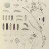 Lycæna. III. Lycæna Pseudargiolus: 26.27. Piasus; a, a-1. Egg mag-ed; b.f. Larva young to mature mag-ed; g. g-1,h. Chrysalis; i, i-3 Anteiror segments; i-4. Segment 2, under side; k. Segments; m, m-2 Tubes on 12; m-3 Tentacle; n. Surface of body; 1-3 Food