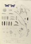 Lycæna. III. Lycæna Pseudargiolus: 26.27. Piasus; a, a-1. Egg mag-ed; b.f. Larva young to mature mag-ed; g. g-1,h. Chrysalis; i, i-3 Anteiror segments; i-4. Segment 2, under side; k. Segments; m, m-2 Tubes on 12; m-3 Tentacle; n. Surface of body; 1-3 Food