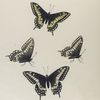 Papilio. I. 1-4. Papilio Nitra.