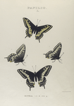Papilio. I. 1-4. Papilio Nitra.