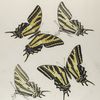 Papilio. II. 1-4. Papilio Pilumnus.