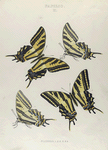 Papilio. II. 1-4. Papilio Pilumnus.