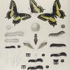 Papilio. II. 1-3. Papilio Americus; Zolicaon; a. Egg meg-ed; b. Larva young; c-e. Larva 1st to 3rd moults mag-ed; f. Larva, mature, after 4th mlt. nat. size; f-3. Larva mature  black var., nat size; g.-g-3. Chrysalids nat. size.