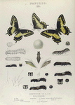 Papilio. II. 1-3. Papilio Americus; Zolicaon; a. Egg meg-ed; b. Larva young; c-e. Larva 1st to 3rd moults mag-ed; f. Larva, mature, after 4th mlt. nat. size; f-3. Larva mature  black var., nat size; g.-g-3. Chrysalids nat. size.