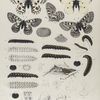 Parnassius. I. 1-4. Parnassius Smintheus, var. Hermodur; 5. Parnassius Smintheus; a-a-2. Egg Smintheus, mag-d; b-b-5. Larva young; c-e. Larva 1st to 3rd mlts; f. Larva 4th mlt, g. Adult nat. size; g-2-4. Larva 4th mlt. ; h-h-4 Chrysalis; i-i-2 Periplast.