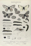 Parnassius. I. 1-4. Parnassius Smintheus, var. Hermodur; 5. Parnassius Smintheus; a-a-2. Egg Smintheus, mag-d; b-b-5. Larva young; c-e. Larva 1st to 3rd mlts; f. Larva 4th mlt, g. Adult nat. size; g-2-4. Larva 4th mlt. ; h-h-4 Chrysalis; i-i-2 Periplast.