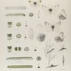 Anthocharis. I. 1-4. Anthocharis Lanceolata, x. Chrysalis;  5. Anthocharis Genutia; a-a-3. Egg, mag-d; b. Larva young mag-ed; c-e. Larva 1st , 2nd, 3rd mlts; f-f-4. Larva (mature) mag-d; g. Larva nat. size.t. ; h2-h4 Chrysalis mag-ed.