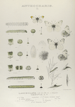 Anthocharis. I. 1-4. Anthocharis Lanceolata, x. Chrysalis;  5. Anthocharis Genutia; a-a-3. Egg, mag-d; b. Larva young mag-ed; c-e. Larva 1st , 2nd, 3rd mlts; f-f-4. Larva (mature) mag-d; g. Larva nat. size.t. ; h2-h4 Chrysalis mag-ed.