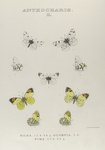 Anthocharis. II. 1-4. Anthocharis Rosa; 5. Anthocharis Olympia; 6-9. Anthocharis Pima.